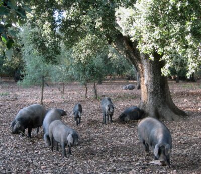El Govern refuerza la vigilancia y el control ante el brote de peste porcina detectado en Cataluña