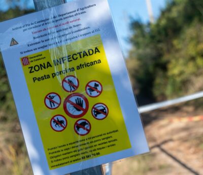Hallan 50 jabalís muertos en la zona de Collserola (Barcelona) afectada por la peste porcina