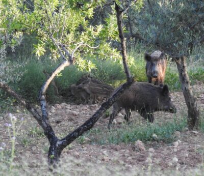 Las consejerías de Agricultura, Gestión Forestal y Salud constituirán un grupo de trabajo sobre la peste porcina