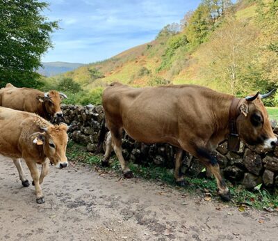 Las nuevas medidas contra la dermatosis nodular en Cantabria entran en vigor este viernes