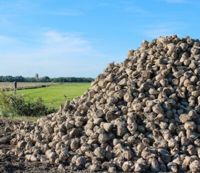 Azucarera destaca «rendimientos máximos» y «buen ritmo» de la campaña remolachera que prevé terminar en dos meses