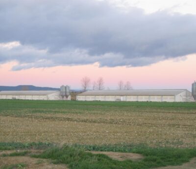 La CARM pide la convocatoria de las Conferencias Sectoriales de Medio Ambiente y Agricultura por la peste porcina