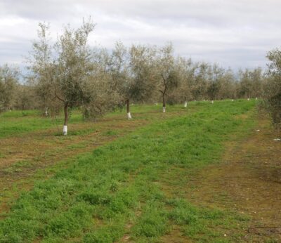 Investigadores del IAS-CSIC recuerdan que «sin suelos sanos no podemos garantizar la alimentación»