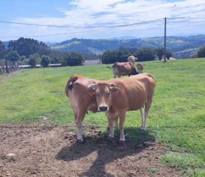 Rural.- Asturias destina 20 millones para modernizar explotaciones y prevenir daños de la fauna salvaje