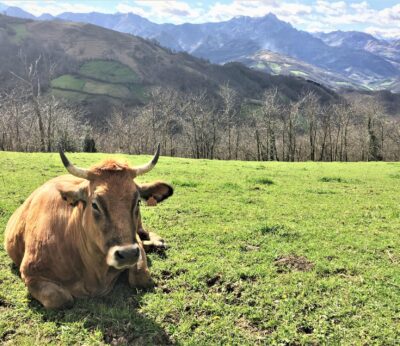 Rural.- Asturias abona 1,23 millones en ayudas a cerca de 900 ganaderías afectadas por la enfermedad EHE