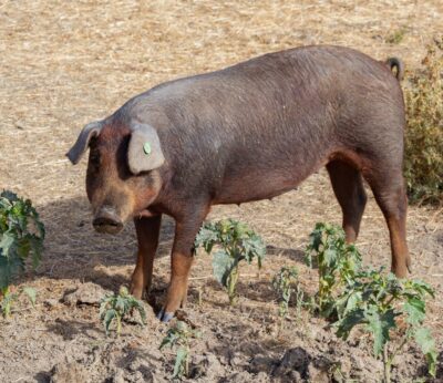 Córdoba.- Asaja pide calma a la población y asegura que la Peste Porcina Africana «no afecta a los seres humanos»