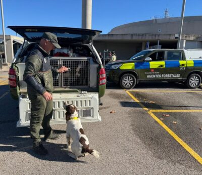 La Comunidad realiza más de 500 análisis de peste porcina este año y monitoriza los 16.000 ejemplares de la región