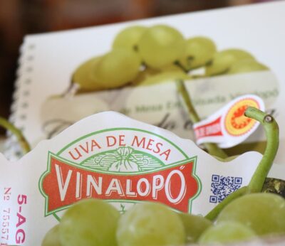 La uva embolsada del Vinalopó encara la recta final de la campaña de 2025 tras unos meses de «preocupación»