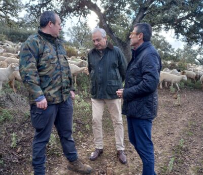 Málaga.- La Junta auxilia a más de cien explotaciones ganaderas de la Serranía de Ronda afectadas por la lengua azul