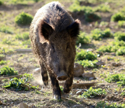 Blanco (PRC) reclama al Gobierno controles poblacionales de jabalís y el PP le replica que ya se hacen