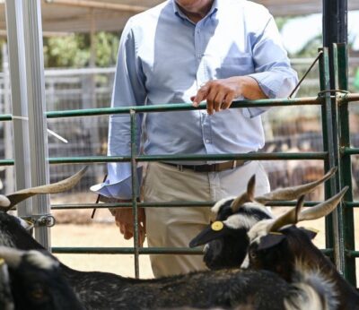 El Cabildo de Tenerife destina 200.000 euros a entidades ganaderas para mejorar la calidad de la leche