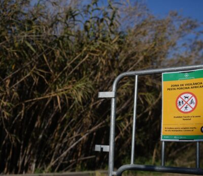 Agro.- Un juzgado de Cerdanyola (Barcelona) recibe el atestado sobre el brote de peste porcina africana