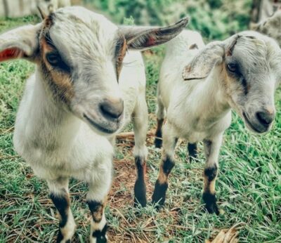 Las ayudas para mejorar la bioseguridad de explotaciones extensivas de bovino y caprino cuentan con más de 2,7 millones