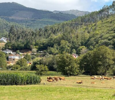 Prespuesto.- PP y Vox cuestionan la gestión de sanidad animal y la fauna salvaje en los presupuestos de Medio Rural