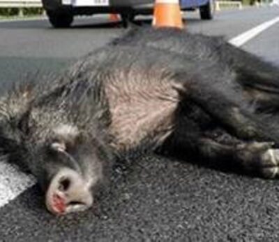 (AM) Rural.- 2025 superará los 11 accidentes/día por el jabalí en Galicia, según el grupo de trabajo de la Xunta