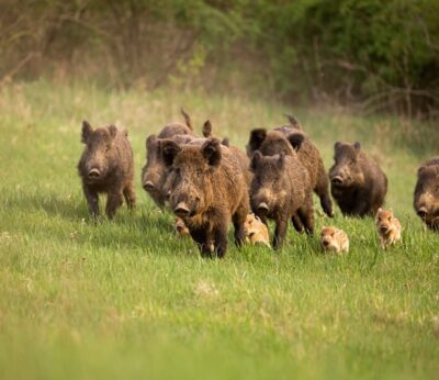 El sector de la caza traslada al Gobierno un paquete de medidas urgentes frente a la peste porcina africana
