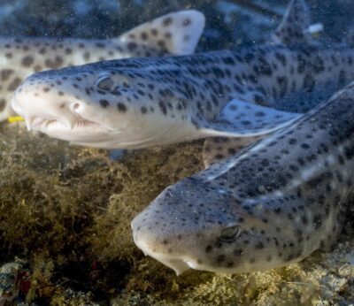 El Govern saca a información pública el proyecto que establece el Plan de acción para conservación de tiburones y rayas
