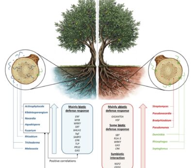 Jaén.- El proyecto Soil O-Live descubre la relación entre la genética del olivo y su microbioma