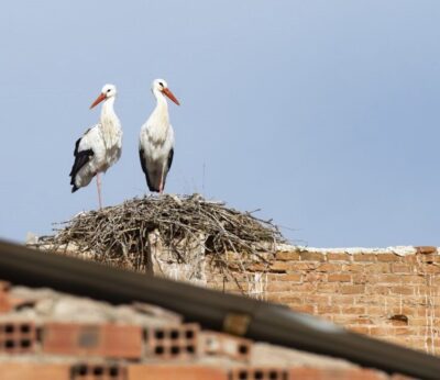 La Comunidad reconoce una veintena de focos de gripe aviar desde septiembre, incluidos en aves cautivas