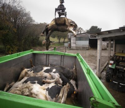 Rural.- Medio Rural abre este viernes el plazo de solicitud de indemnizaciones por sacrificio obligatorio de animales