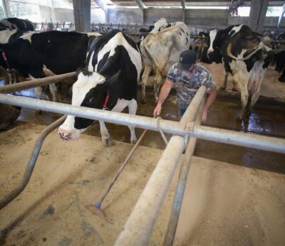Rural.- El precio de la leche en Galicia cierra 2025 en 52,9 céntimos, a la cola pese a subir casi 6 céntimos en un año