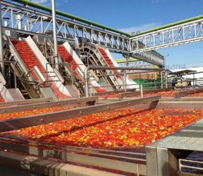 Extremadura pide que se permita el uso excepcional de algunas materias activas para el cultivo del tomate para industria