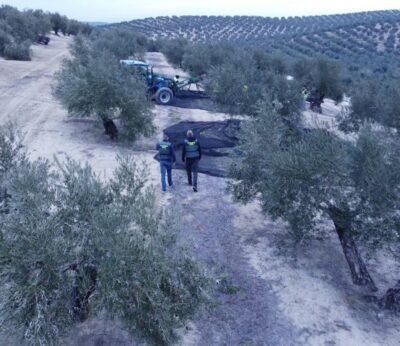Córdoba.- Sucesos.- Detenidos dos acusados de robar más de 30.000 kilos de aceituna en Montoro