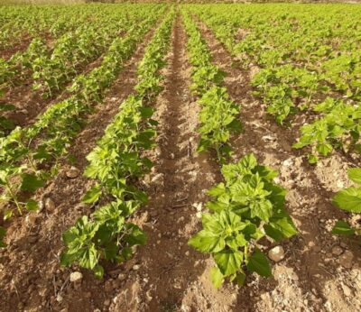 Asaja Cuenca reclama a la Consejería la comunicación urgente de las resoluciones de ayuda al girasol en C-LM