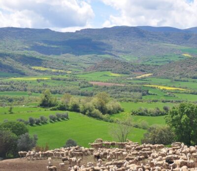 Agro.- El Govern abona 3,5 millones de la PAC 2025 a 1.053 ganaderos del sector ovino y caprino