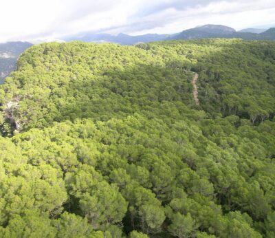 Baleares desarrolla un proyecto para medir y potenciar el carbono que almacenan los bosques