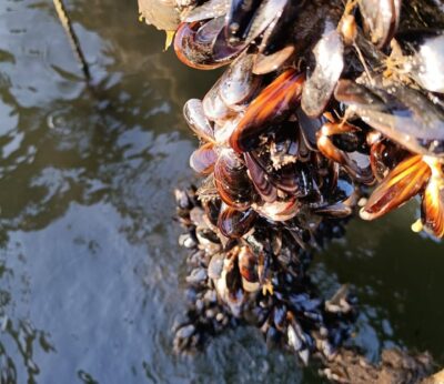 Pesca.- Productores de mejillón detectan mortalidad del molusco en bateas de la ría de Arousa por las lluvias