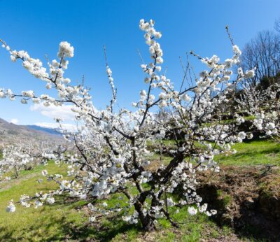 Turismo.- El Valle del Jerte de Cáceres espera la floración de sus cerezos en los últimos diez días de marzo