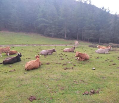 El Gobierno aragonés pide al Ministerio de Agricultura ampliar la vacunación frente a la DNC