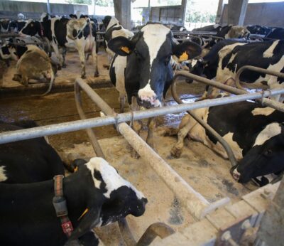 Rural.- COAG traslada a la AICA la «grave situación» que atraviesa las ganaderías de vacuno de leche en España
