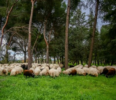 La Comunidad reivindica el papel «fundamental» del pastoreo para prevenir incendios e impulsar la economía