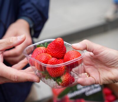 Huelva.- La primavera impulsa la producción de fresa y reduce las pérdidas de volumen un 5% respecto a campaña anterior