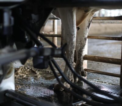 CyL saca una nueva ayuda para compensar los costes de la recogida de leche en explotaciones de zonas de montaña