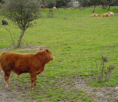 Más de 1.100 ganaderos extremeños reciben cerca de 2,7 millones de euros de las ayudas asociadas al vacuno