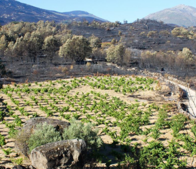 El viñedo como un pieza clave en la sostenibilidad del territorio